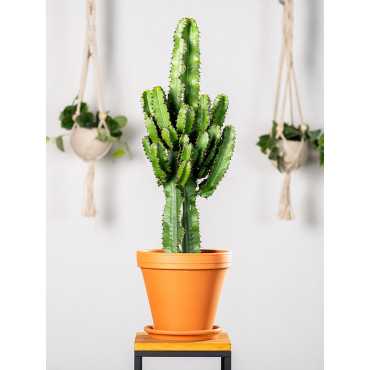 Euphorbia ingens