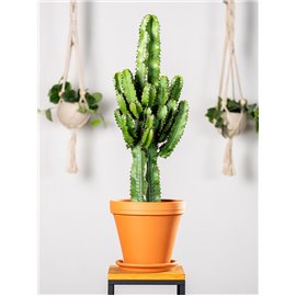 Euphorbia ingens