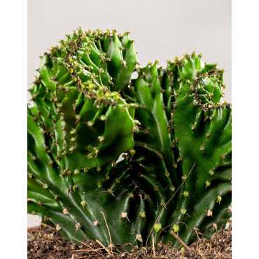 Euphorbia 'Cristata'
