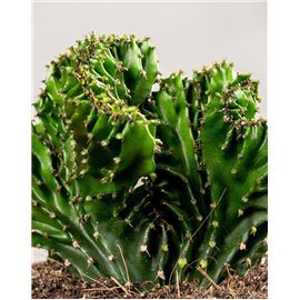 Euphorbia 'Cristata'