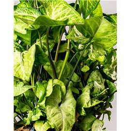 Syngonium 'White Butterfly' | Wiszące
