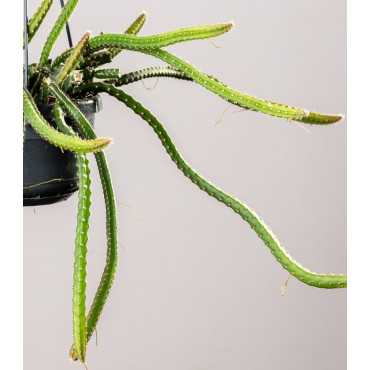 Selenicereus 'Królowa nocy'