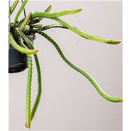 Selenicereus 'Królowa nocy'