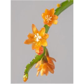 Rhipsalis monacantha | Wiszący