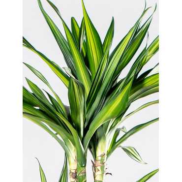 Dracena 'Riki'