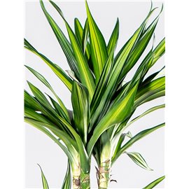 Dracena 'Riki'