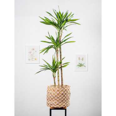 Dracena 'Riki'