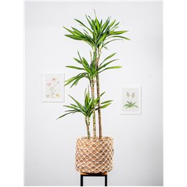 Dracena 'Riki'