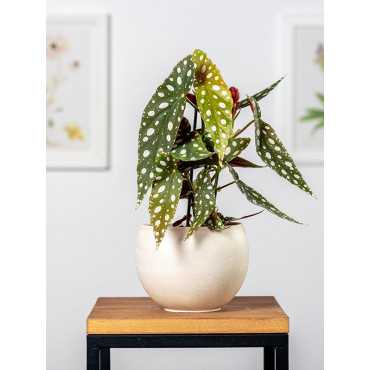 Begonia maculata