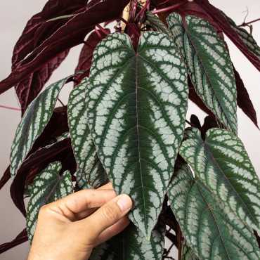 Cissus różnobarwny| Duży