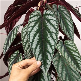 Cissus różnobarwny| Duży