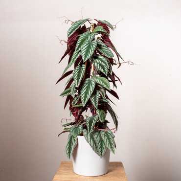 Cissus różnobarwny| Duży