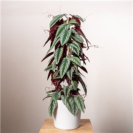 Cissus różnobarwny| Duży