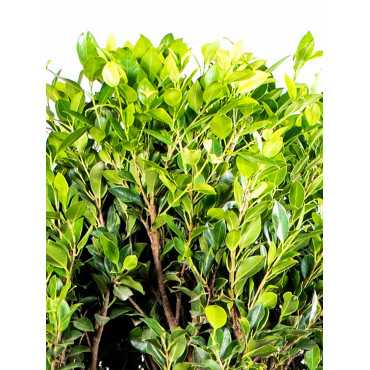 Fikus Nitida Fikus Nitida