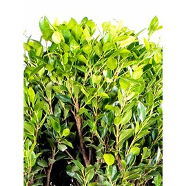Fikus Nitida