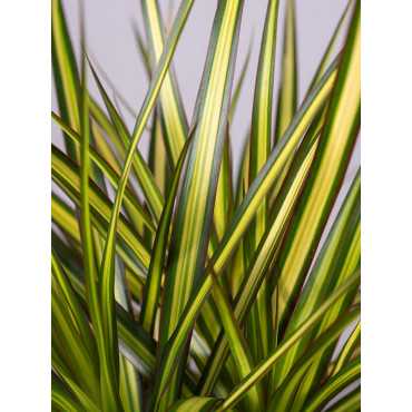 Dracena 'Sunray' | Duża