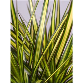 Dracena 'Sunray' | Duża