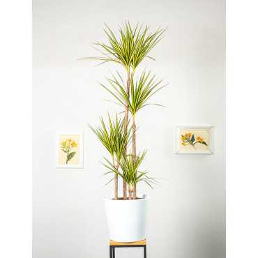 Dracena 'Sunray' | Duża