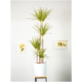 Dracena 'Sunray' | Duża