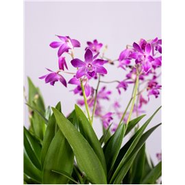 Dendrobium 'Berry Oda'