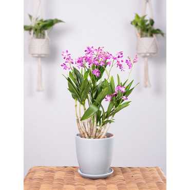 Dendrobium 'Berry Oda'