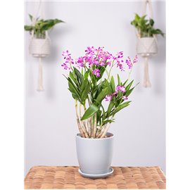 Dendrobium 'Berry Oda'