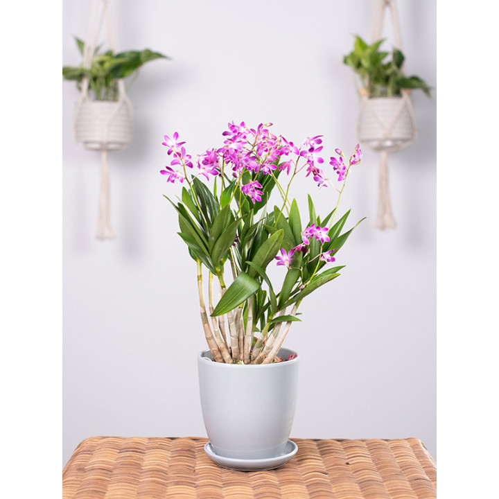 Dendrobium 'Berry Oda'