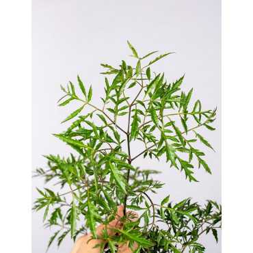 Polyscias fruticosa