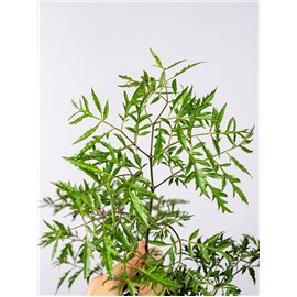 Polyscias fruticosa