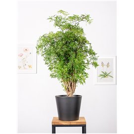 Polyscias fruticosa