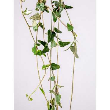 Ceropegia woodii 'Orange River'