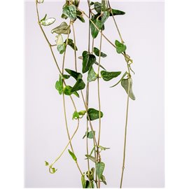 Ceropegia woodii 'Orange River'
