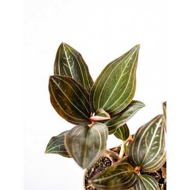 Storczyk Ludisja Storczyk Ludisja