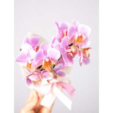 Storczyk miniaturowy mix kolorów z przybraniem