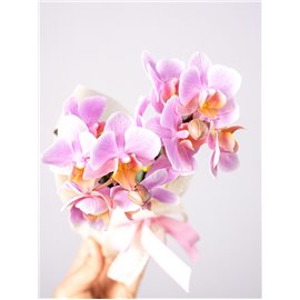 Storczyk miniaturowy mix kolorów z przybraniem