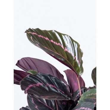 Kalatea 'Dottie'