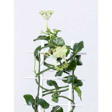 Ceropegia sandersonii