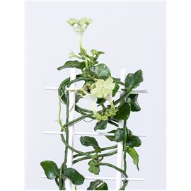 Ceropegia sandersonii