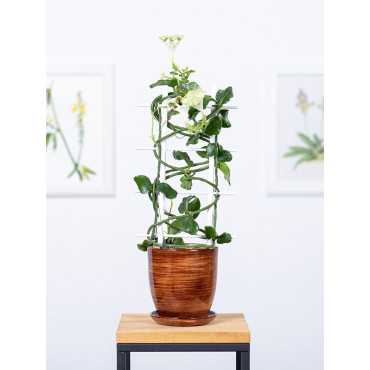 Ceropegia sandersonii