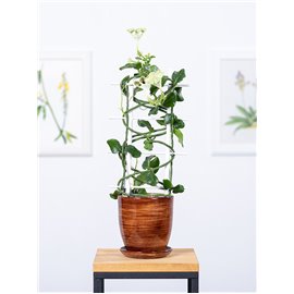 Ceropegia sandersonii