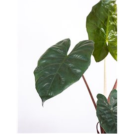 Alokazja 'Yucatan Princess'