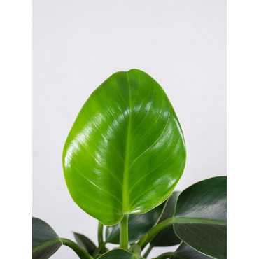 Filodendron 'Green Princess'