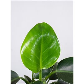 Filodendron 'Green Princess'