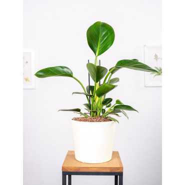 Filodendron 'Green Princess'