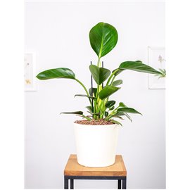 Filodendron 'Green Princess'