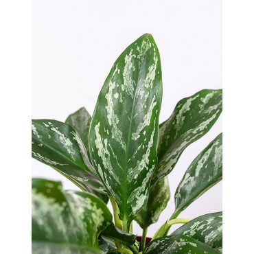 Aglaonema 'Green Lady'