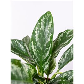 Aglaonema 'Green Lady'