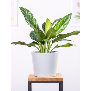 Aglaonema 'Green Lady'