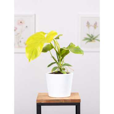 Filodendron 'Gold Violin' | Mały