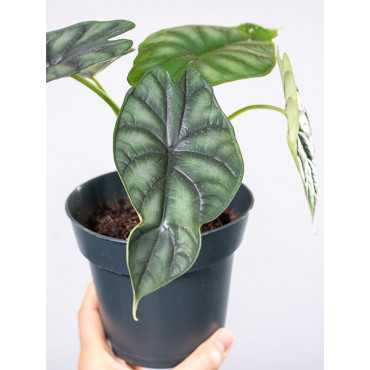 Alokazja 'Dragon Scale'